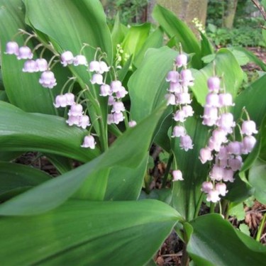 Convallaria majalis 'Rosea' Convallaria majalis 'Rosea'