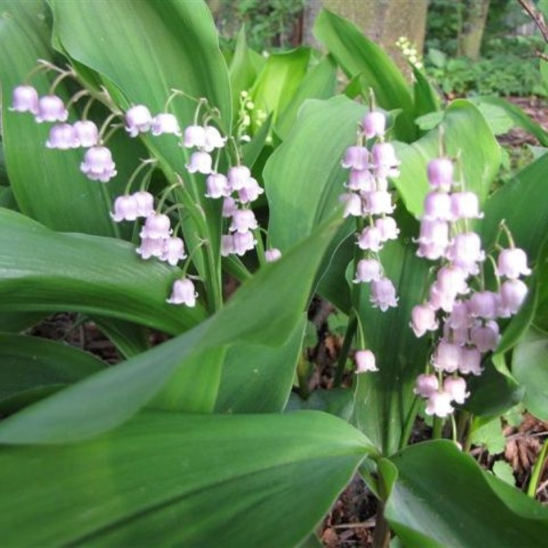 Convallaria majalis 'Rosea' Convallaria majalis 'Rosea'