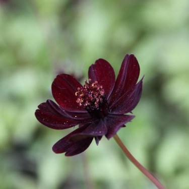 Cosmos atrosanguineus