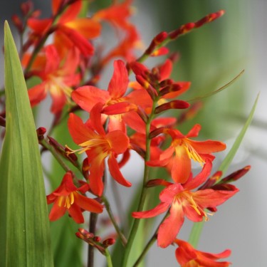 Crocosmia 'Carmine Brilliant' Crocosmia 'Carmine Brilliant'