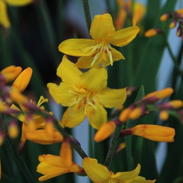 Crocosmia 'Columbus' Crocosmia 'Columbus'