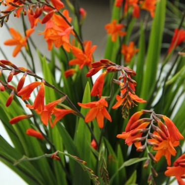 Crocosmia 'Lady Ann' Crocosmia 'Lady Ann'