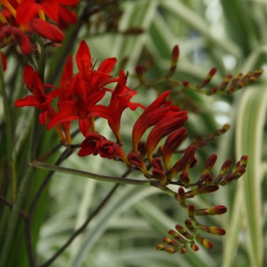 Crocosmia 'Lucifer' Crocosmia 'Lucifer'