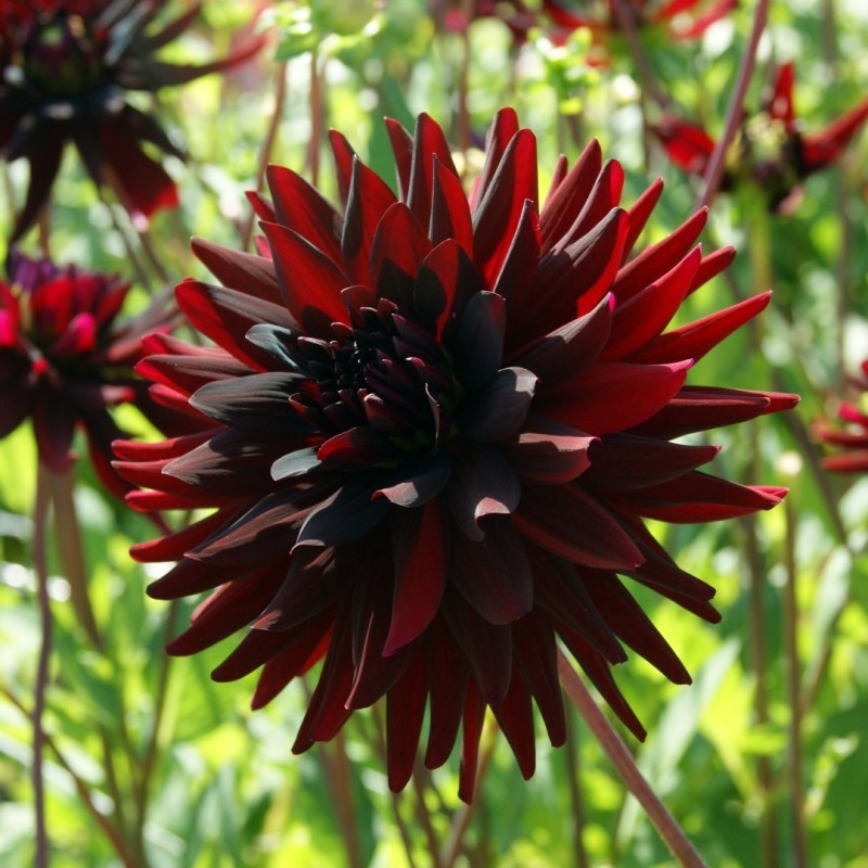 Dahlia 'Chat Noir'