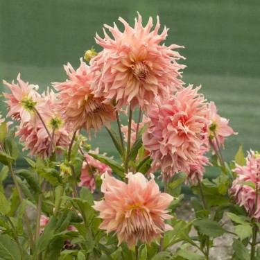 Dahlia 'Penhill Watermelon' Dahlia 'Penhill Watermelon'