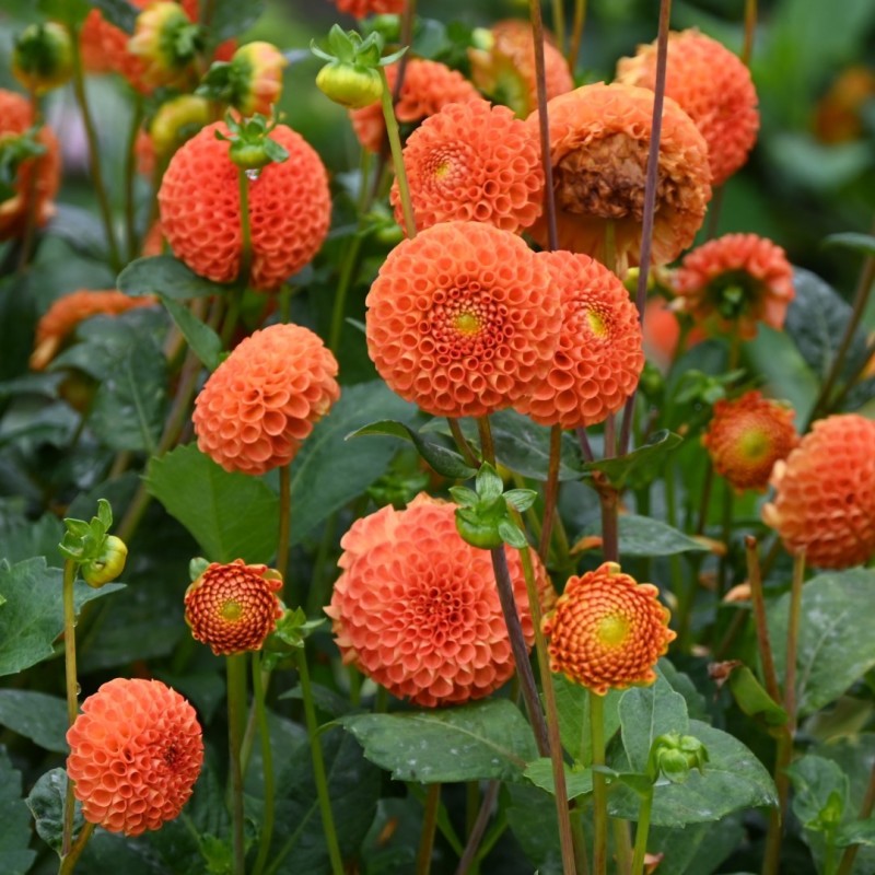 Dahlia 'Bantling' Dahlia 'Bantling'