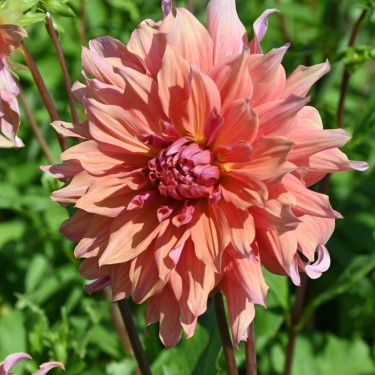 Dahlia 'Belle of Barmera' Dahlia 'Belle of Barmera'