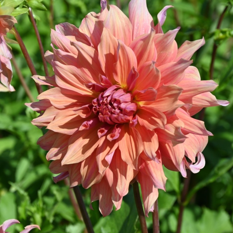 Dahlia 'Belle of Barmera' Dahlia 'Belle of Barmera'