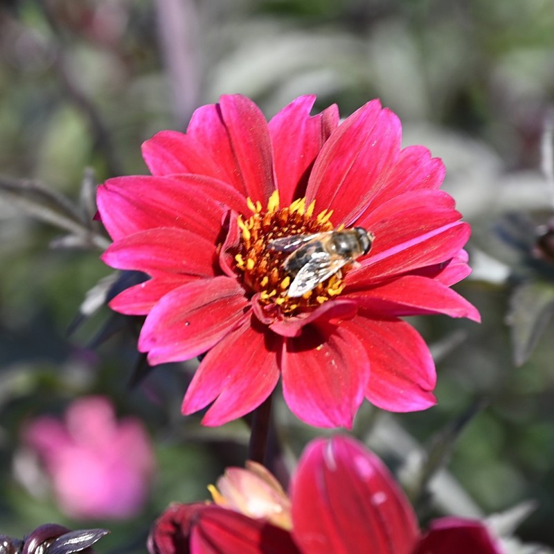 Dahlia 'Bishop of Canterbury' Dahlia 'Bishop of Canterbury'