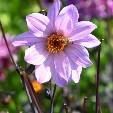 Dahlia 'Bishop of Leicester'