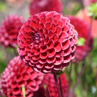 Dahlia 'Cornel' Dahlia 'Cornel'