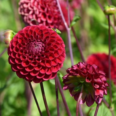 Dahlia 'Cornel' Dahlia 'Cornel'