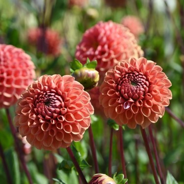 Dahlia 'Cornel Brons' Dahlia 'Cornel Brons'