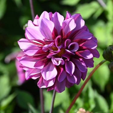 Dahlia 'Cranberry Classic' Dahlia 'Cranberry Classic'
