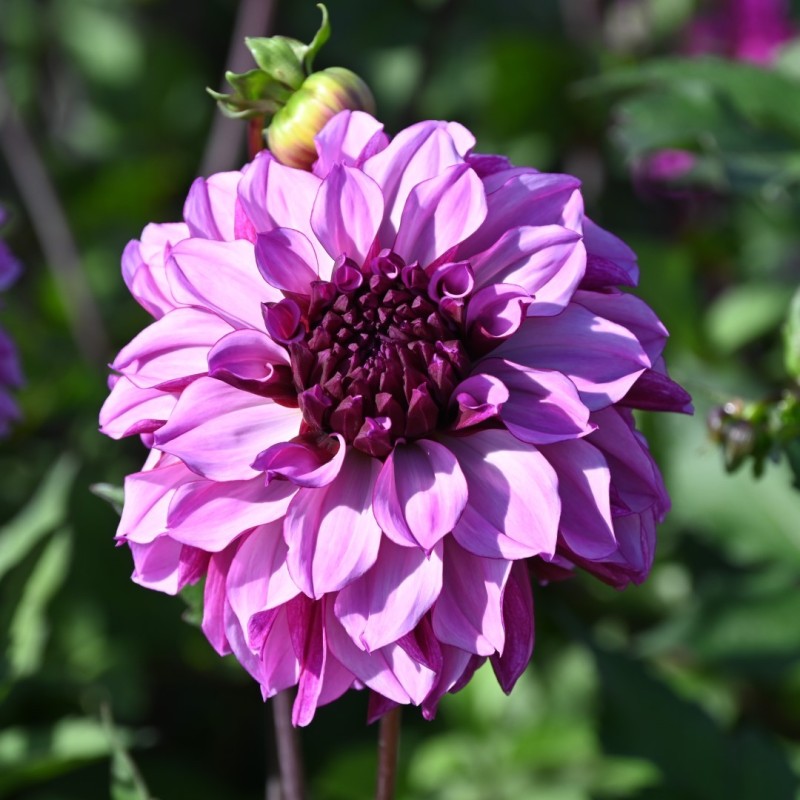 Dahlia 'Cranberry Classic' Dahlia 'Cranberry Classic'