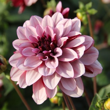 Dahlia 'Crème de Cassis' Dahlia 'Crème de Cassis'