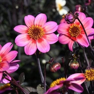 Dahlia 'Dahlegria Tricolore' ® Dahlia 'Dahlegria Tricolore' ®