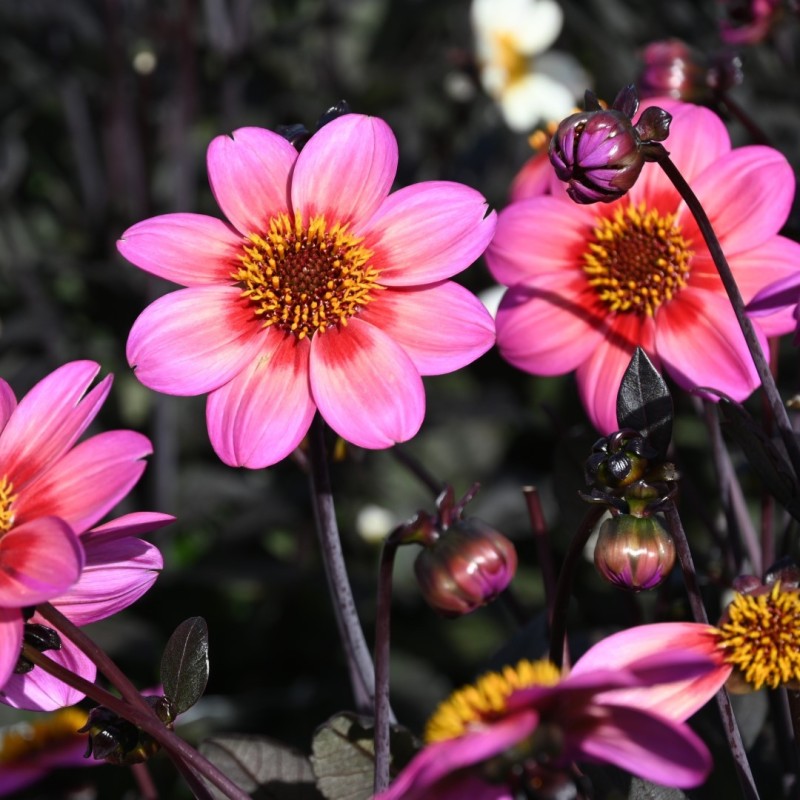 Dahlia 'Dahlegria Tricolore' ® Dahlia 'Dahlegria Tricolore' ®