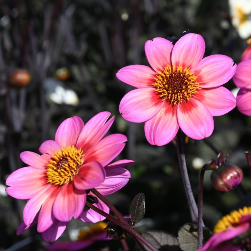 Dahlia 'Dahlegria Tricolore' ® Dahlia 'Dahlegria Tricolore' ®