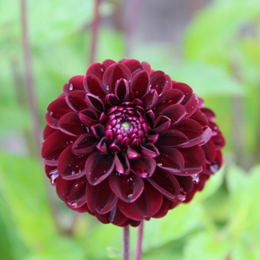 Dahlia 'Dark Spirit' Dahlia 'Dark Spirit'
