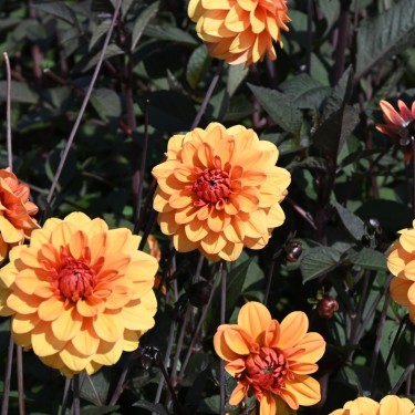 Dahlia 'David Howard' Dahlia 'David Howard'