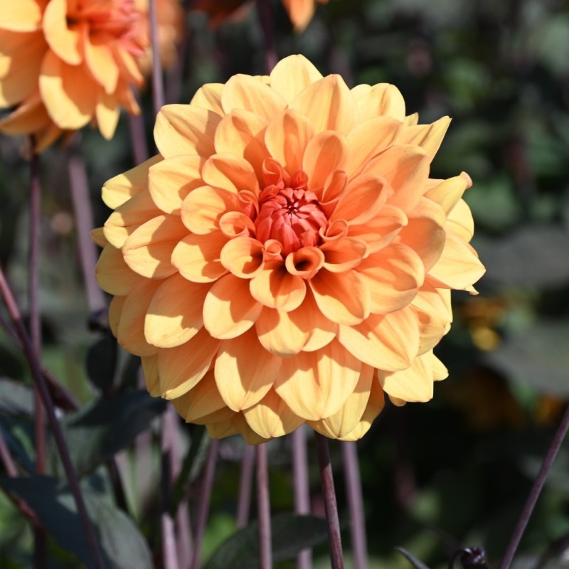 Dahlia 'David Howard' Dahlia 'David Howard'
