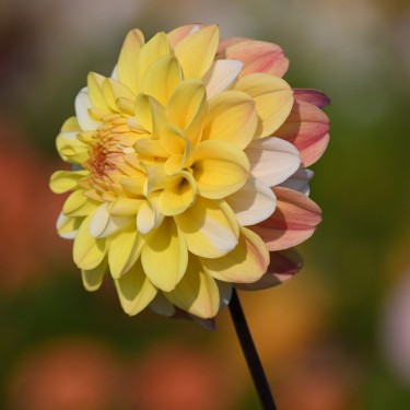 Dahlia 'Double Jill' Dahlia 'Double Jill'