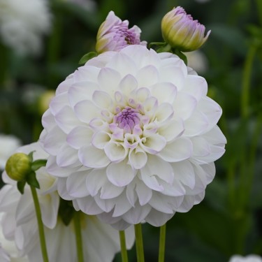 Dahlia 'Eveline' Dahlia 'Eveline'