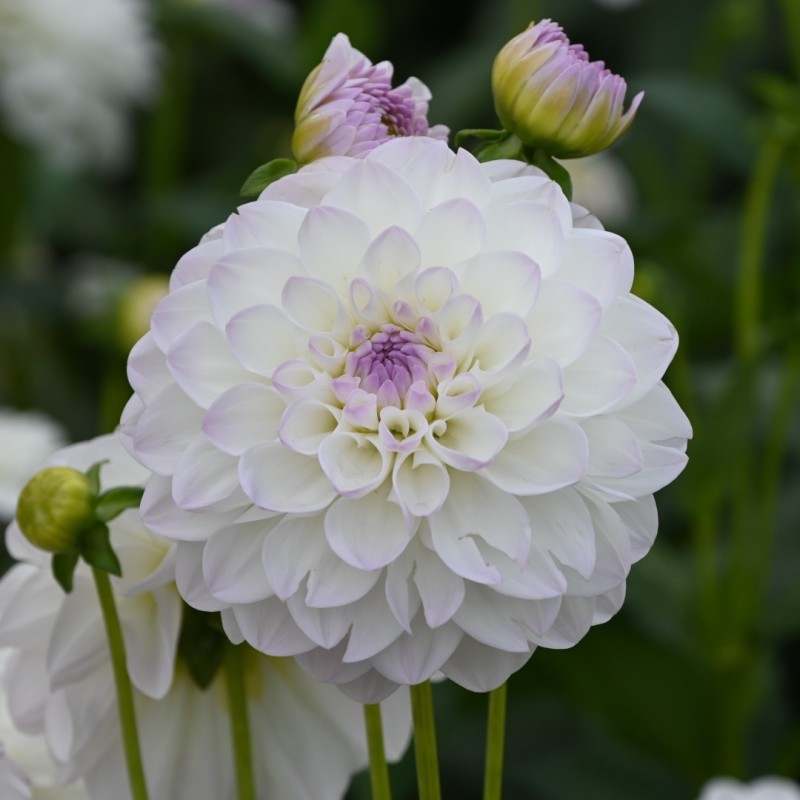Dahlia 'Eveline' Dahlia 'Eveline'