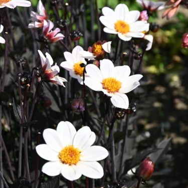 Dahlia 'Happy Single Princess' ® Dahlia 'Happy Single Princess' ®