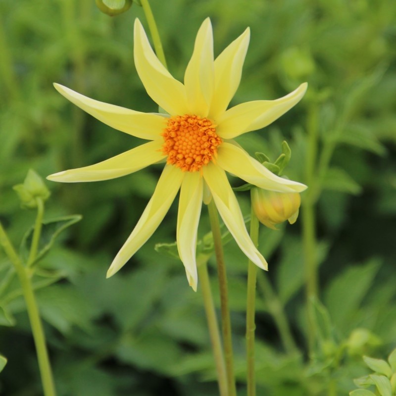 Dahlia 'Honka' Dahlia 'Honka'
