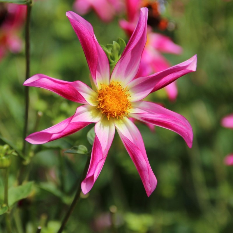 Dahlia 'Honka Roze'