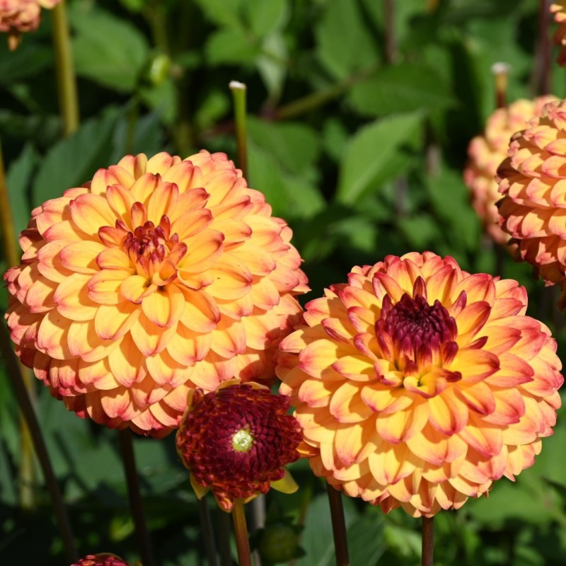 Dahlia 'Icoon'
