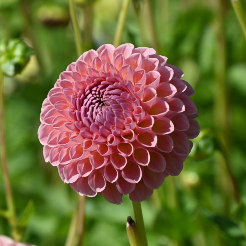Dahlia 'Jowey Winnie' Dahlia 'Jowey Winnie'