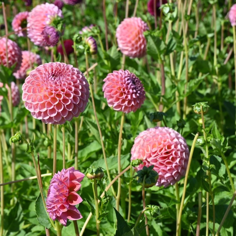 Dahlia 'Jowey Winnie' Dahlia 'Jowey Winnie'