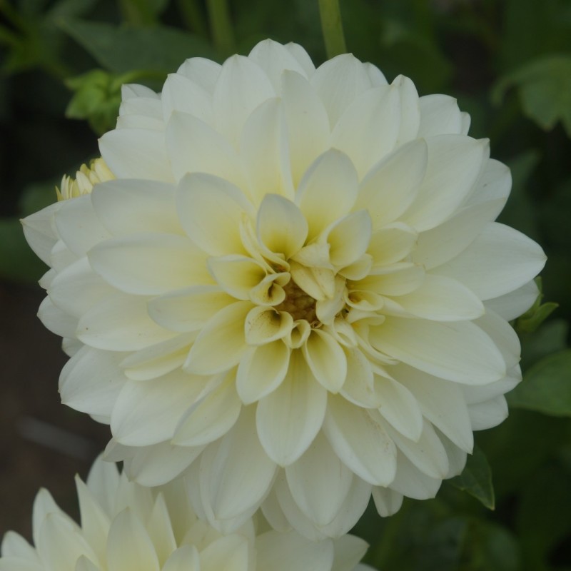 Dahlia 'Karma Serena' ® Dahlia 'Karma Serena' ®