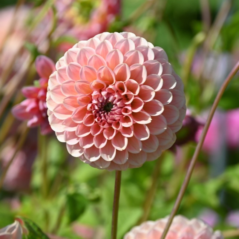 Dahlia 'Linda's Baby ®' Dahlia 'Linda's Baby ®'