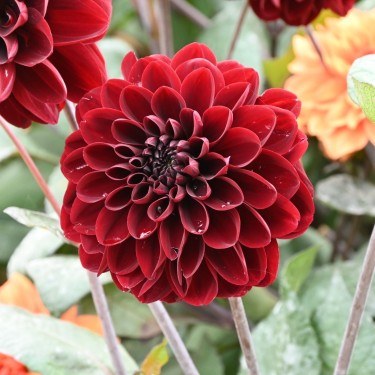 Dahlia 'Manoa' Dahlia 'Manoa'
