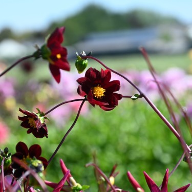 Dahlia 'Mexican Star' -BIO- Dahlia 'Mexican Star' -BIO-