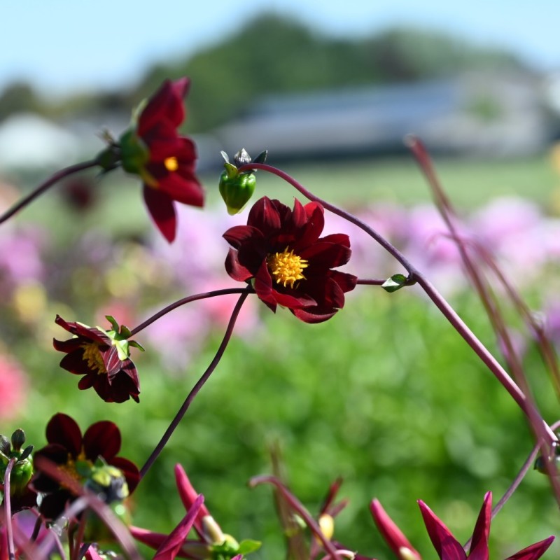 Dahlia 'Mexican Star' -BIO- Dahlia 'Mexican Star' -BIO-