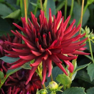 Dahlia 'Nuit d'Été'