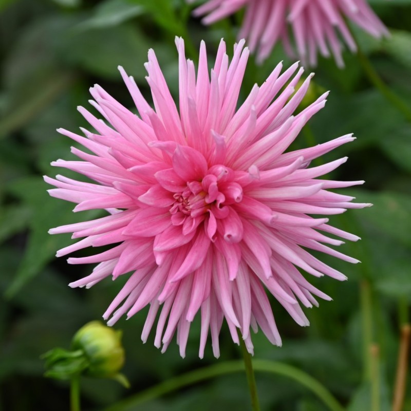 Dahlia 'Park Princess' Dahlia 'Park Princess'