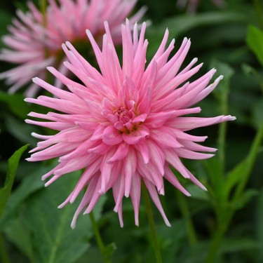Dahlia 'Park Princess' Dahlia 'Park Princess'