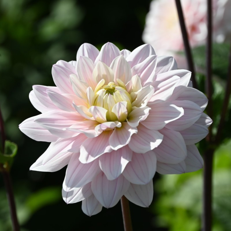 Dahlia 'Silver Years' Dahlia 'Silver Years'