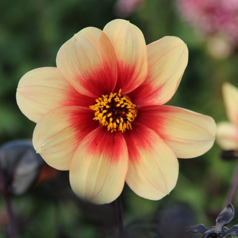 Dahlia 'Sunshine' Dahlia 'Sunshine'