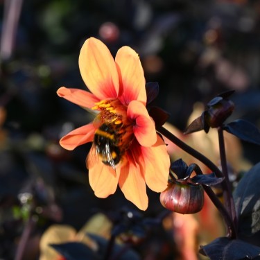 Dahlia 'Sunshine' Dahlia 'Sunshine'