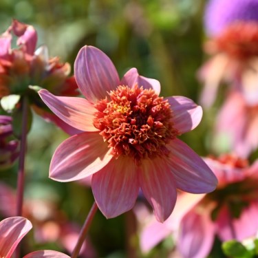 Dahlia 'Totally Tangerine'