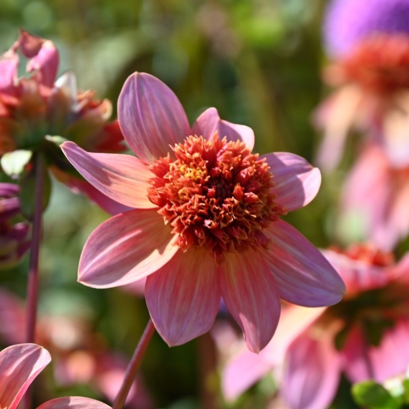 Dahlia 'Totally Tangerine' Dahlia 'Totally Tangerine'