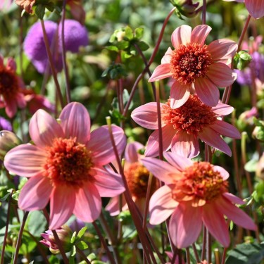 Dahlia 'Totally Tangerine' Dahlia 'Totally Tangerine'