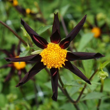 Dahlia 'Verrone's Obsidian' Dahlia 'Verrone's Obsidian'